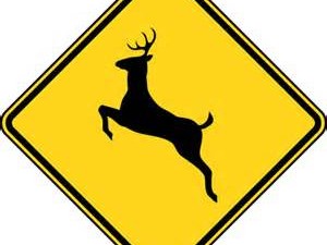 Avoid Hitting a Deer